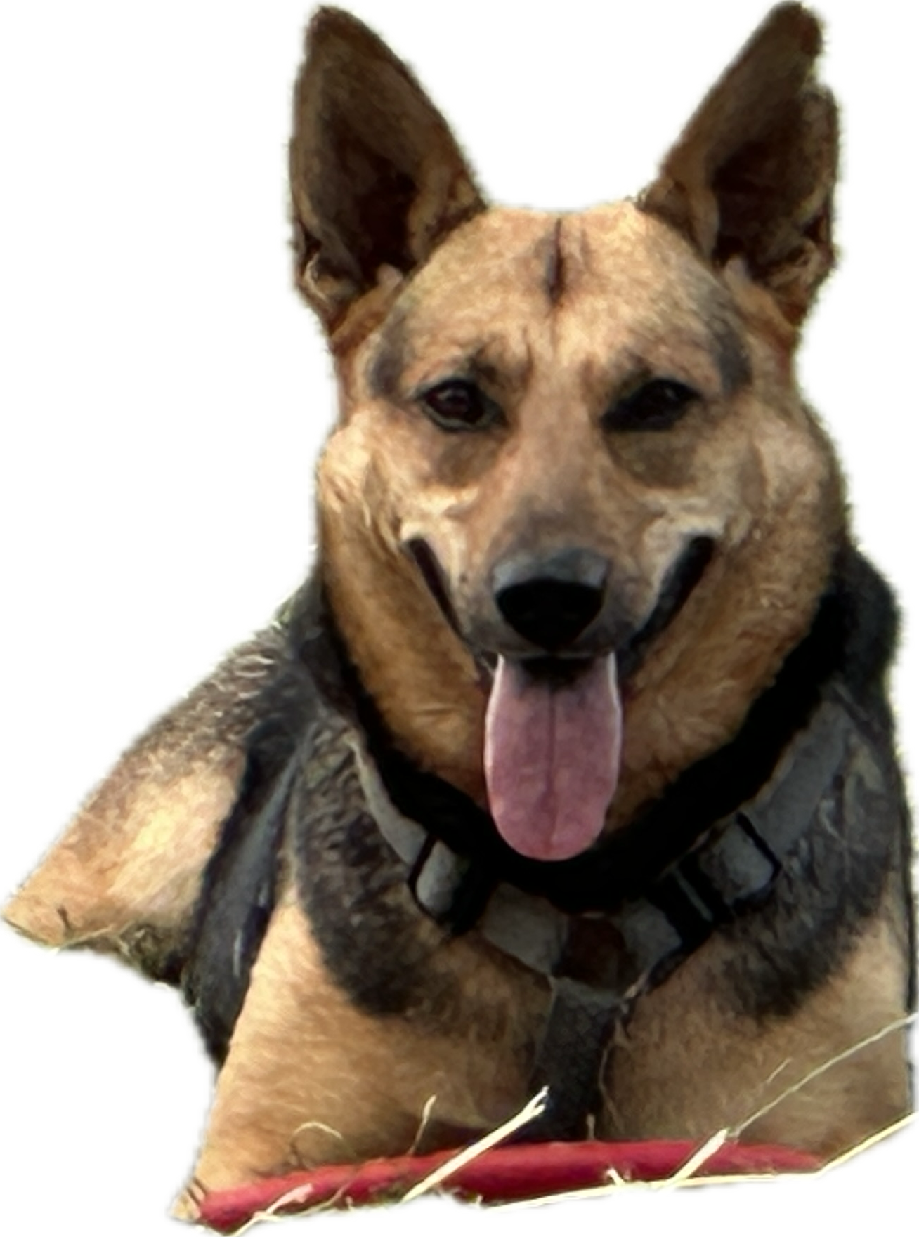 Hubert – expedition dog